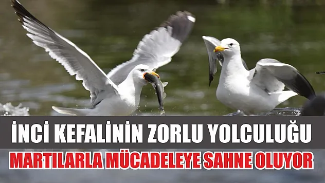 İnci Kefalinin Zorlu Yolculuğu Martılarla Mücadeleye Sahne Oluyor