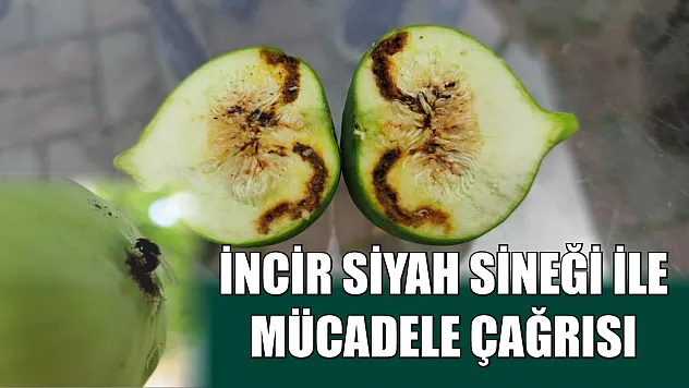 İncir siyah sineği ile mücadele çağrısı