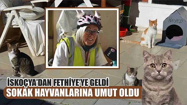 İskoçya'dan Fethiye'ye Geldi, Sokak Hayvanlarına Umut Oldu