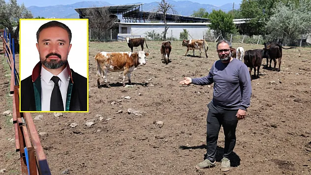 İstanbul'da 17 Yıl Avukatlık Yaptı, Aydın'da Çoban Oldu: 'Çobanlıkta Daha Mutluyum'