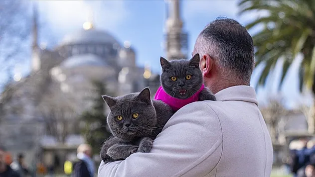 İstanbul'u gezen seyyah kedinin omuz macerasına yavrusu da katıldı