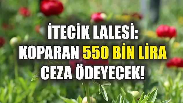 İtecik Lalesi: Koparan 550 Bin Lira Ceza Ödeyecek!