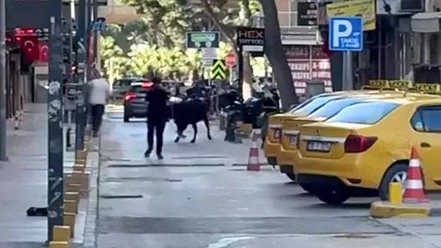 İzmir'de sahibinin elinden kaçan dana korku dolu anlar yaşattı
