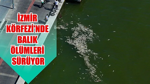 İzmir Körfezi'nde balık ölümleri sürüyor