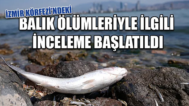 İzmir Körfezi'ndeki Balık Ölümleriyle İlgili İnceleme Başlatıldı