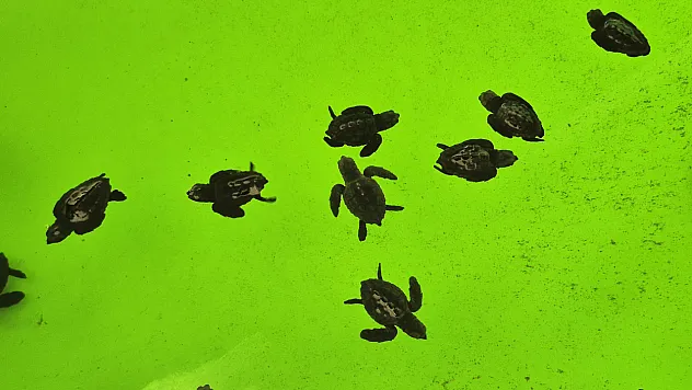 İztuzu Kumsalı'nda caretta carettaların yuvalama dönemi tamamlandı