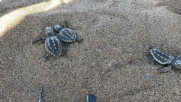 İztuzu'nda  35 bin civarı caretta caretta denizle buluştu