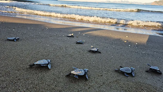 İztuzu'nda yaklaşık 30 bin caretta caretta yavrusu denize ulaştı