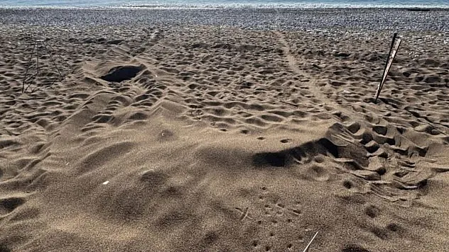 İztuzu Sahili'ndeki caretta caretta yuva sayısı 21'e ulaştı