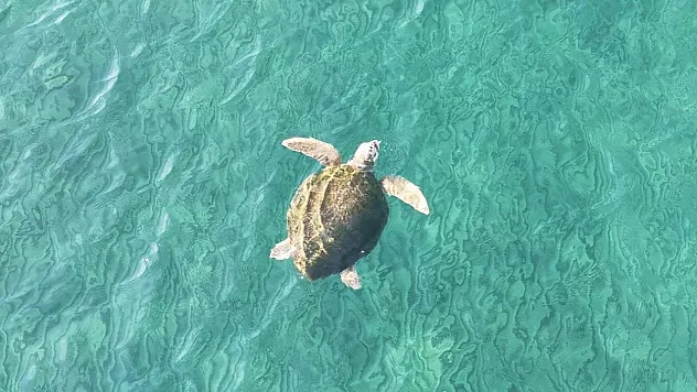 İztuzu Sahili'ndeki caretta caretta yuva sayısı 100'e ulaştı