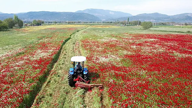 Kaba Yemi Ücretsiz Dağıtılacak