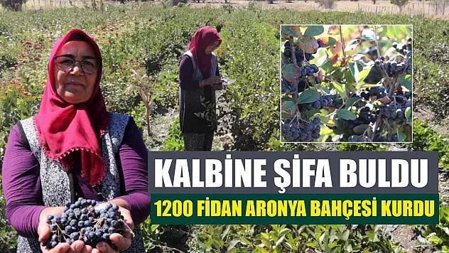 Kalbine Şifa Buldu, 1200 Fidan Aronya Bahçesi Kurdu