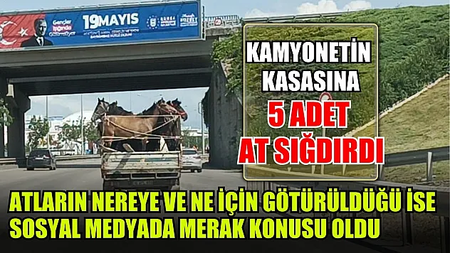 Kamyonetin kasasına 5 adet at sığdırdı