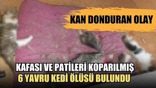 Kan donduran olay, Kafası ve patileri koparılmış 6 yavru kedi ölüsü bulundu