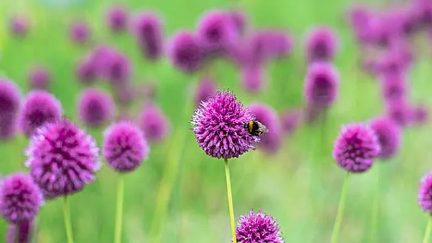 Kapadokya soğanı faydaları nelerdir, nasıl kullanılır?