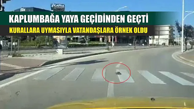Kaplumbağa yaya geçidinden geçti, kurallara uymasıyla vatandaşlara örnek oldu