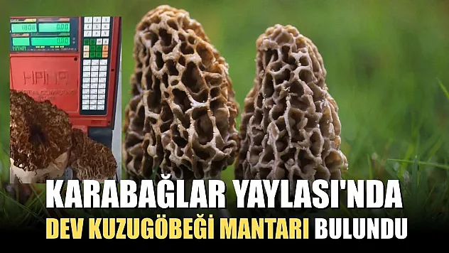 Karabağlar Yaylası'nda dev kuzugöbeği mantarı bulundu