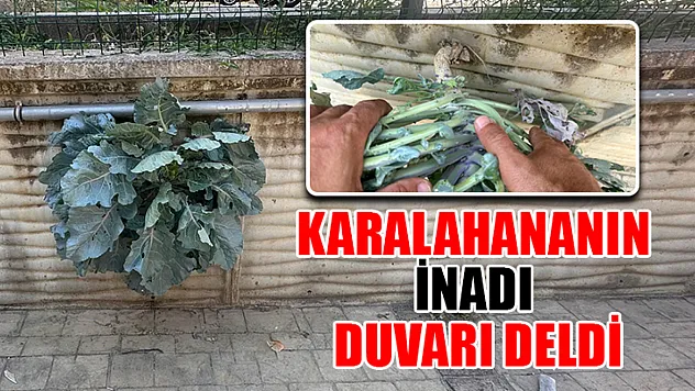 Karalahananın İnadı Duvarı Deldi