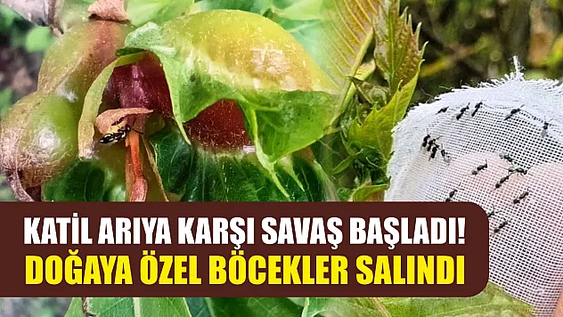 Katil arıya karşı savaş başladı! Doğaya özel böcekler salındı