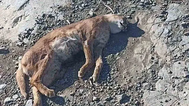 'Orman'ın Hayalet Kedisi' Ölü Bulundu