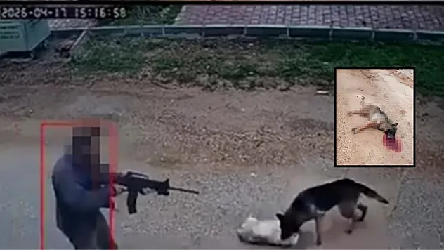 Kavga eden sokak köpeklerine tüfekle ateş edip bir köpeği öldürdü