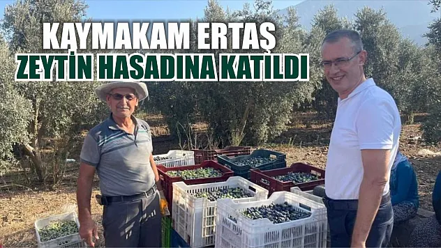 Kaymakam Ertaş, zeytin hasadına katıldı