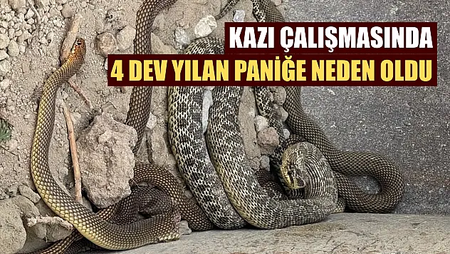Kazı çalışmasında 4 dev yılan paniğe neden oldu