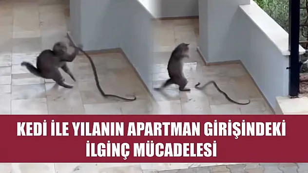 Kedi ile yılanın apartman girişindeki ilginç mücadelesi