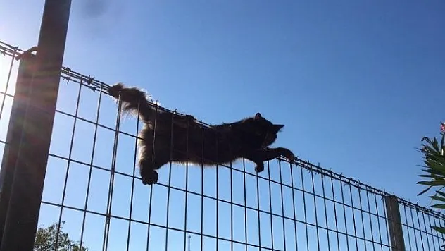 Kedi tele sıkıştı, itfaiye yardıma koştu