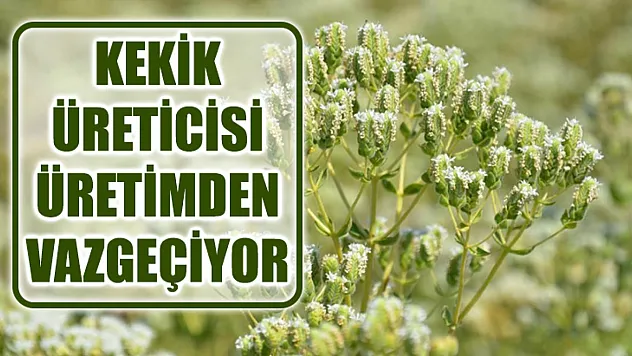 Kekik Üreticisi Üretimden Vazgeçiyor