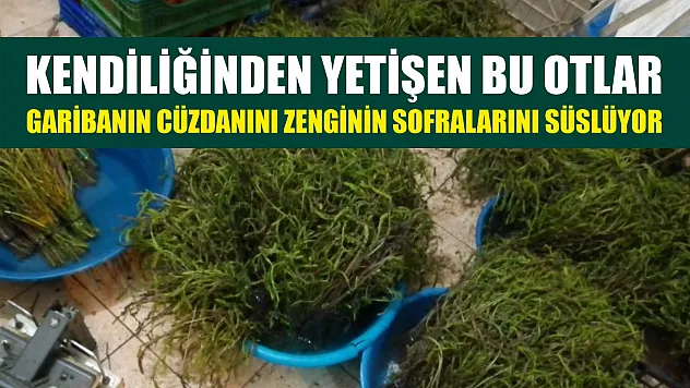 Kendiliğinden yetişen bu otlar garibanın cüzdanını zenginin sofralarını süslüyor