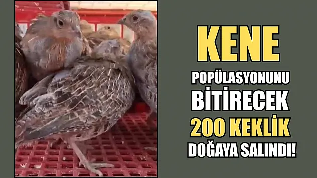 Kene Popülasyonunu Bitirecek 200 Keklik Doğaya Salındı!