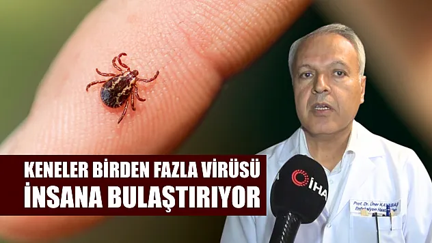 Keneler birden fazla virüsü insana bulaştırıyor