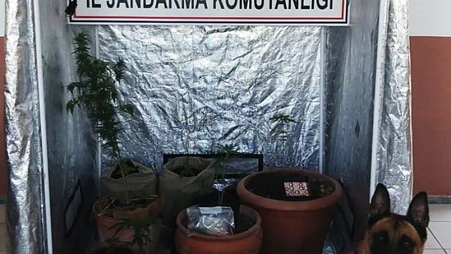 Kenevir üretimi için özel kabin