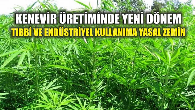Kenevir Üretiminde Yeni Dönem: Tıbbi ve Endüstriyel Kullanıma Yasal Zemin