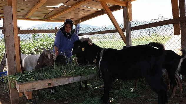 Kıl Keçisi Projesi için Son Başvuru 15 Eylül'e Uzatıldı 