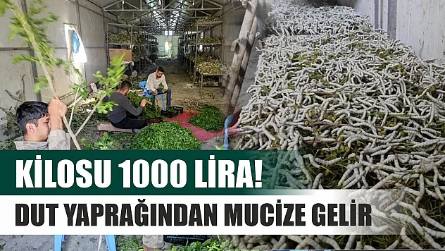 Kilosu 1000 lira!  Dut yaprağından mucize gelir