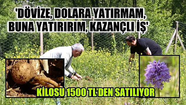Kilosu 1500 TL'den satılıyor: 'Dövize, dolara yatırmam, buna yatırırım, kazançlı iş'
