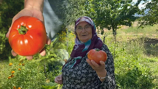 Kimyasal Kullanmadan Yetiştirdiler: İri Domatesler Görenleri Şaşırtıyor