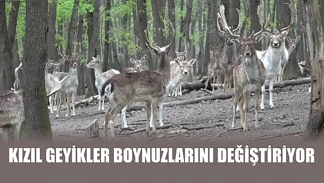 Kızıl geyikler boynuzlarını değiştiriyor