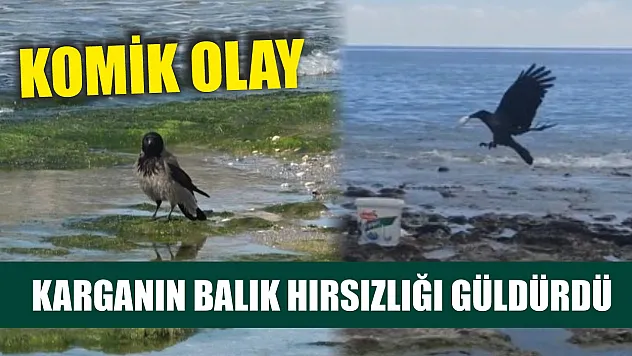 Komik olay: Karganın balık hırsızlığı güldürdü