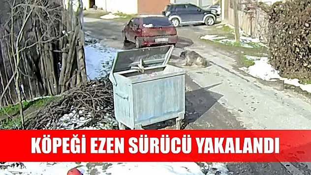 Köpeği ezen sürücü yakalandı