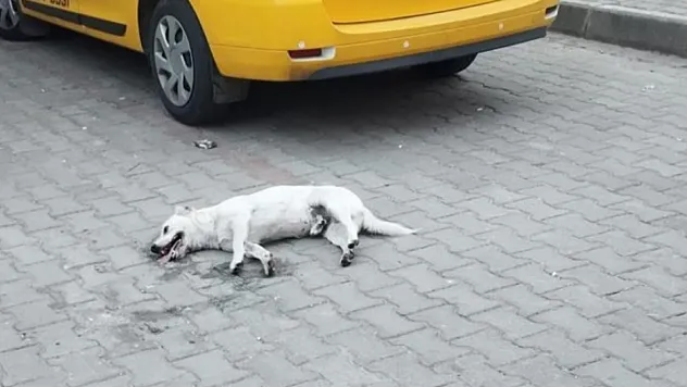 Köpeğin zehirlendiği iddiası