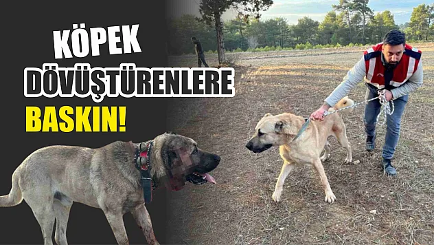Köpek dövüştürenlere baskın!