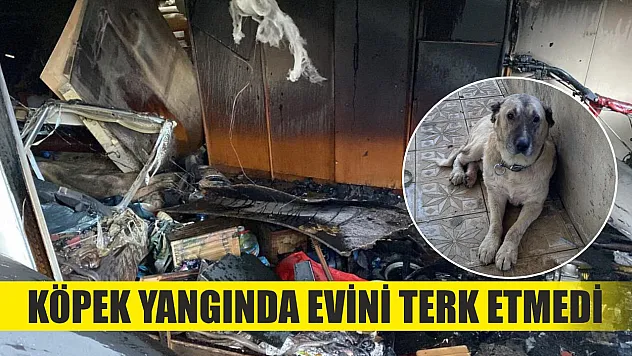 Köpek yangında evini terk etmedi