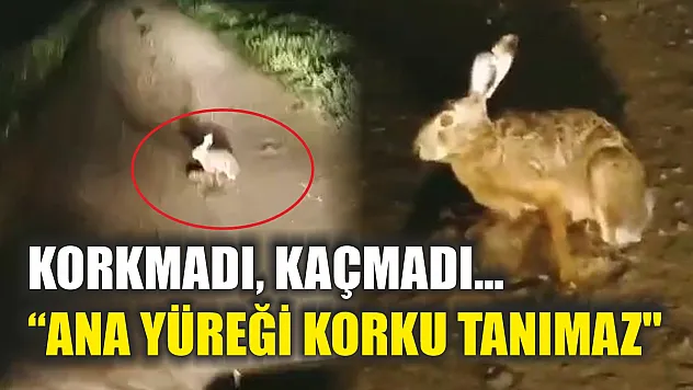 Korkmadı, kaçmadı... 'Ana yüreği korku tanımaz'