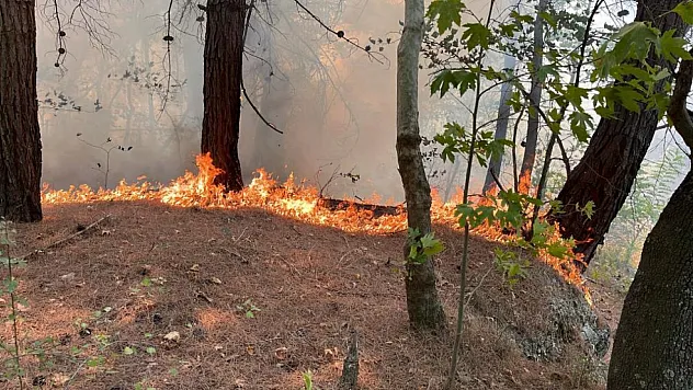 Korkutan orman yangını kontrol altına alındı