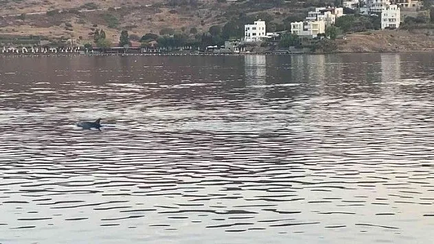 Koya giren yunus sürüsünü balıkçılar görüntüledi