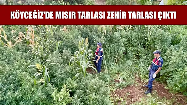 Köyceğiz'de mısır tarlası zehir tarlası çıktı