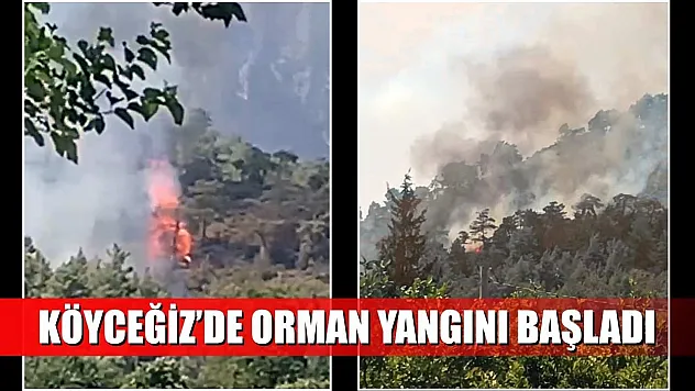 Köyceğiz'de orman yangını başladı